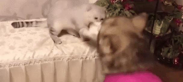 大型犬产后护理指南：科学饮食与恢复要点