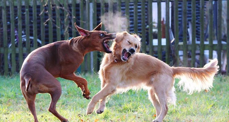 领养狗狗的最佳时机选择指南，不同季节领养的优缺点分析