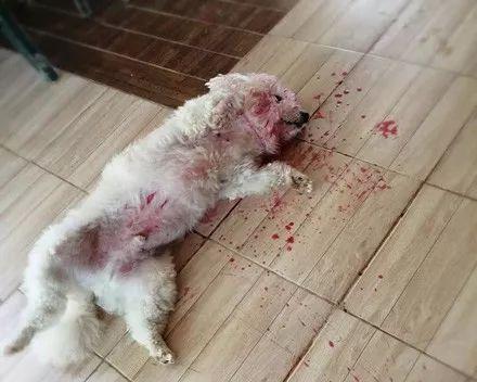 老血狗的神秘传说与文化象征意义解析