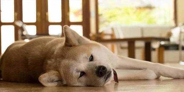 狗狗恐惧症怎么解决？15个有效方法帮宠物重获自信