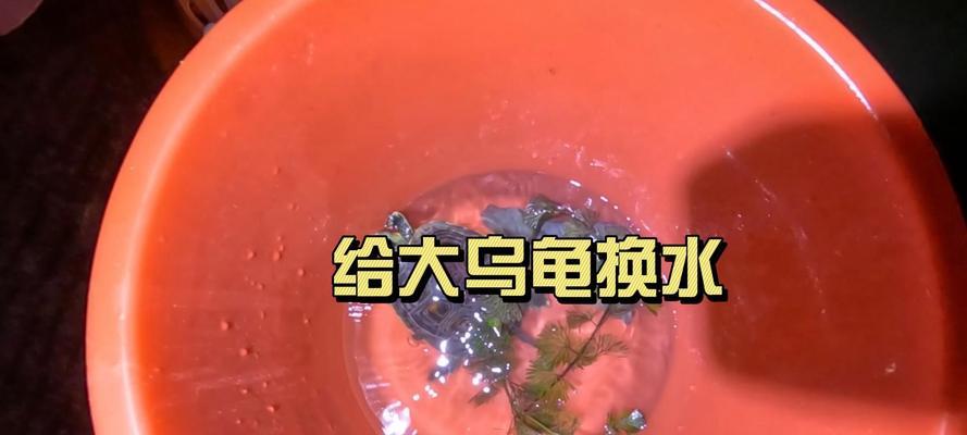 乌龟水质对健康影响全解析，掌握关键因素提升宠物生活质量