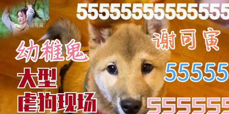 狗呜呜呜声音的含义解析：读懂狗狗情感表达方式