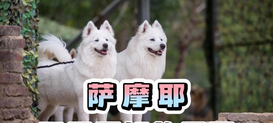狗狗肠胃问题原因及调理方法，改善爱犬消化健康