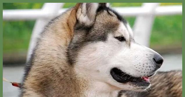 成年哈士奇狗粮选择指南：营养需求与品牌推荐