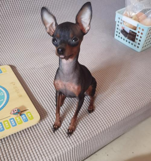 猫咪分娩前后完整护理指南，保障母猫幼猫健康安全