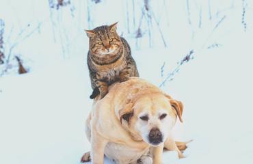 天上下猫和狗的奇幻现象揭秘，云朵变身动物的神秘奥秘