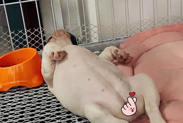 法国斗牛犬睡觉注意事项，打造优质睡眠环境指南
