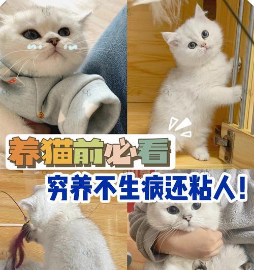 猫咪的神奇力量：15种方式改善身心健康与生活质量