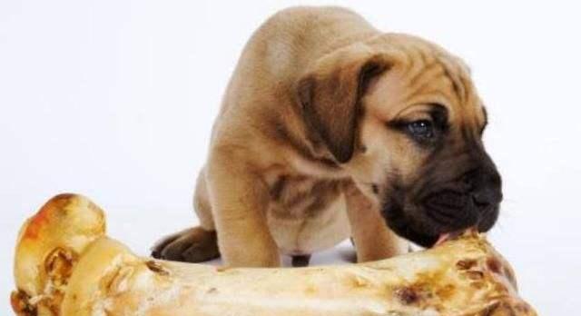 小狗受伤后用药指南：安全有效的治疗药物选择