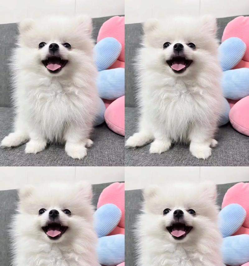 博美犬疫苗接种指南：选择最适合的疫苗保护爱宠健康