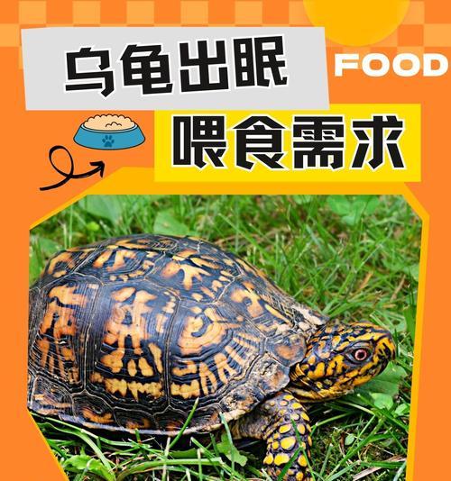 小乌龟饮食搭配指南：营养均衡喂养方法全解析