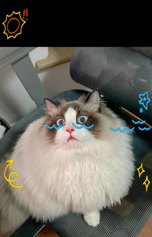 两个月小猫必打疫苗详解，核心疫苗接种全攻略