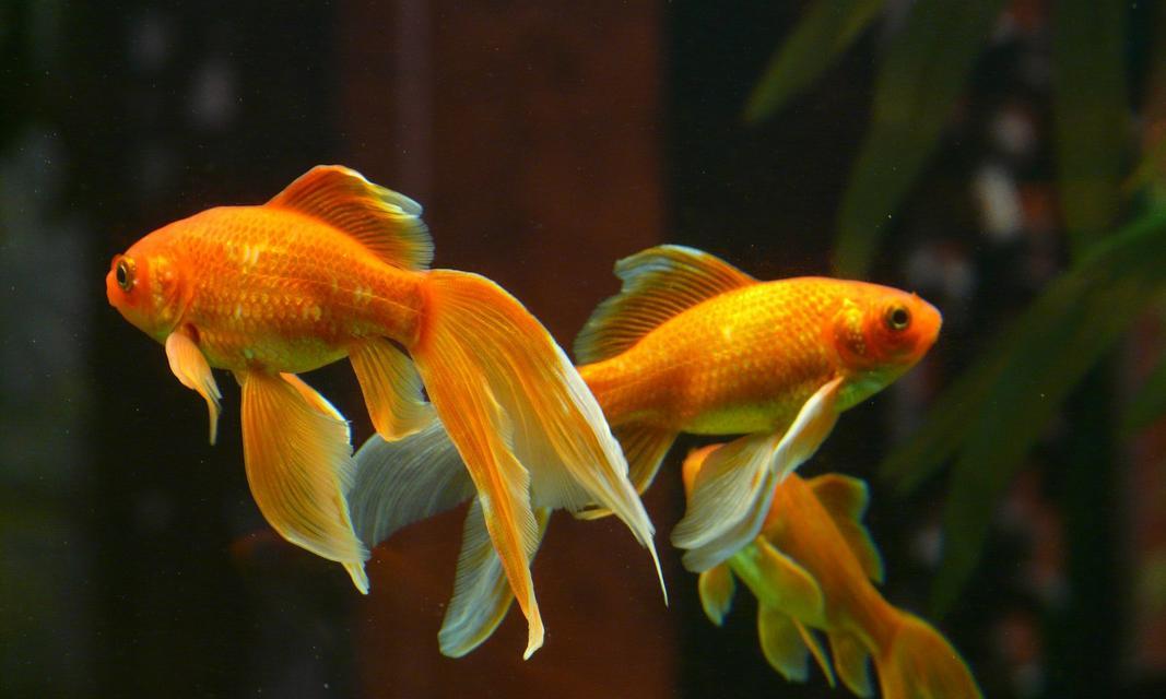 小金鱼吃什么食物好，营养搭配与喂养技巧全攻略