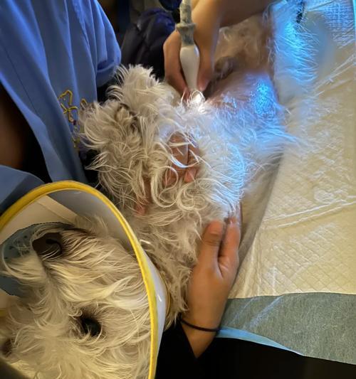 狗狗为什么能长时间憋尿？揭秘背后的生理机制