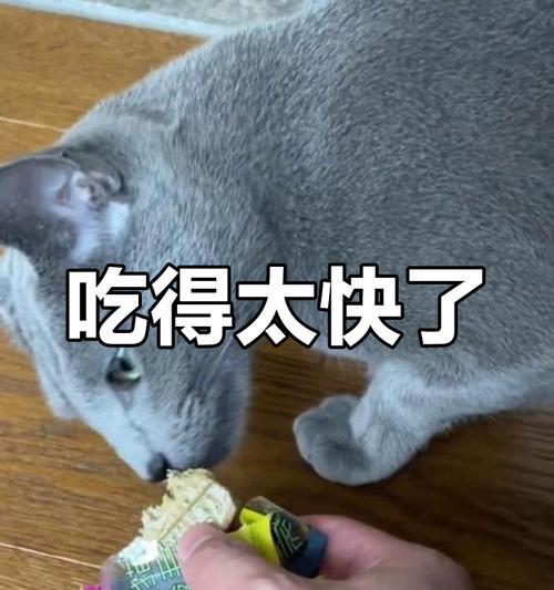 猫咪自制美食全攻略，健康营养搭配让爱猫更快乐成长