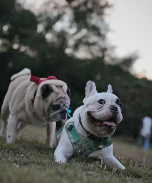 大狗饮食指南：营养搭配与健康喂养要点