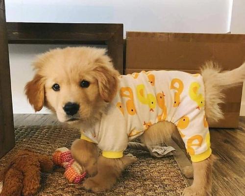 小金毛喝什么奶粉最适合 不同成长阶段营养需求解析