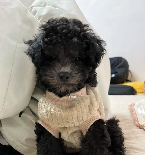 泰迪狗三个月成长期养护全攻略，科学喂养让宠物健康成长