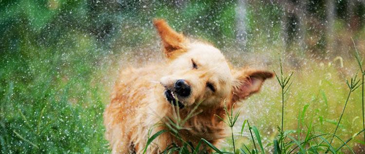 狗狗甩耳朵的真正原因揭秘：从生理需求到情绪表达的全面解析