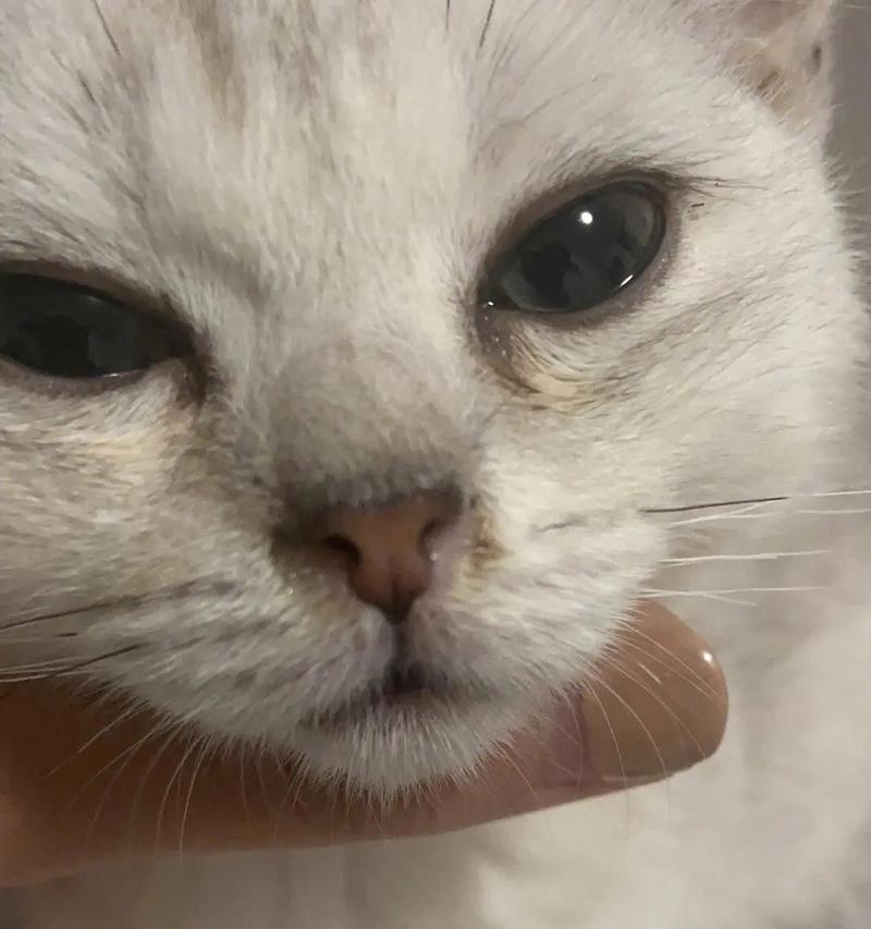 猫鼻支感染症状识别与预防措施全指南