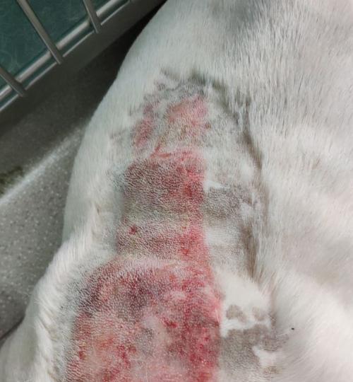 斗牛运动为何容易造成皮肤损伤：多重风险因素解析