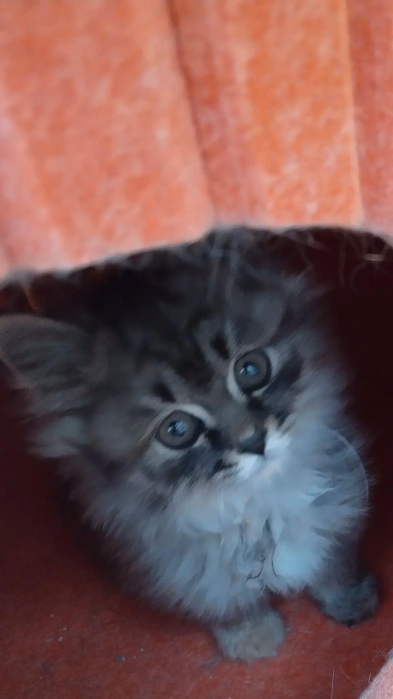 小猫逃离之旅：追寻自由与归属感的冒险故事