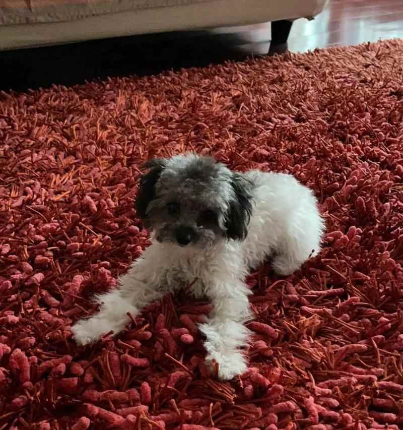 八个月泰迪不能吃什么食物 饮食禁忌注意事项