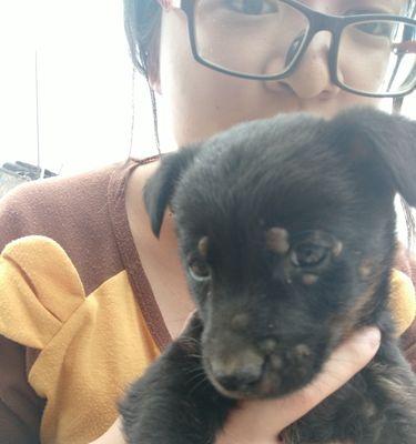 狗蜱虫识别与防治全攻略：外观特征危害及处理方法