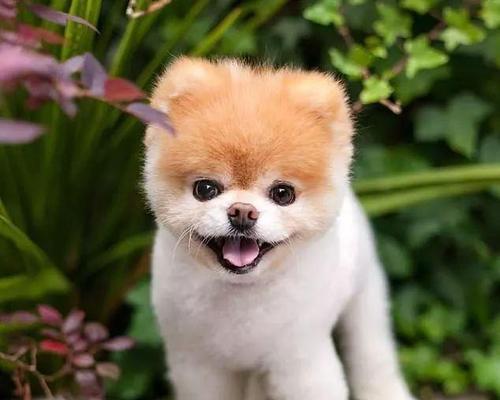 狗狗恐惧心理深度解析：识别原因与科学应对方法