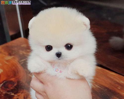 以俊介植物多样品种全面解析：特点培育方法及应用领域指南