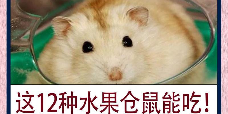 仓鼠饮食指南：全面解析食物需求与营养搭配