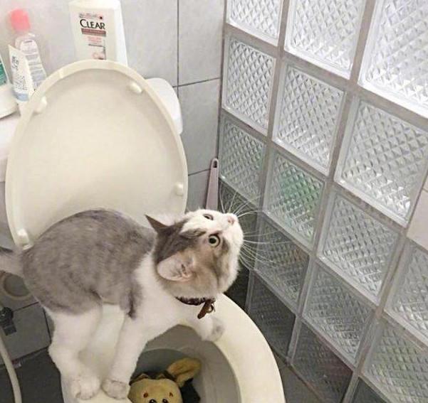 厕所公鸡与猫的象征意义：卫生习惯与生活品质的关系