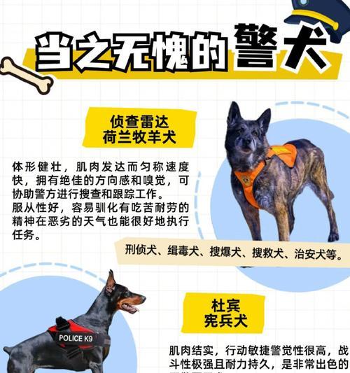 揭秘狗狗器官构造与功能，了解爱犬身体奥秘
