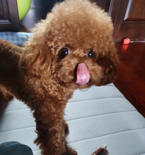 狗舌头颜色正常吗？粉色舌头背后的健康秘密