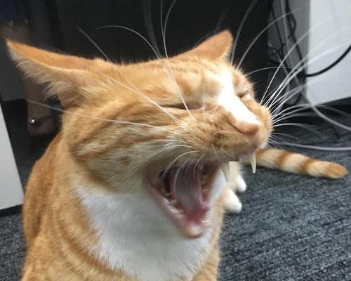 猫咪断胡须的危害及护理方法详解