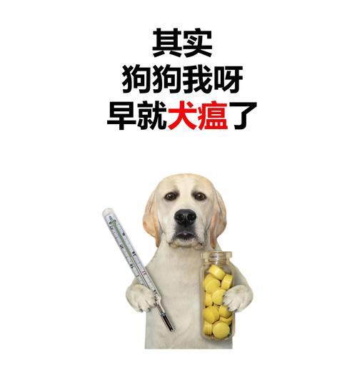 狗犬瘟潜伏期有多长？感染到发病时间及预防措施详解