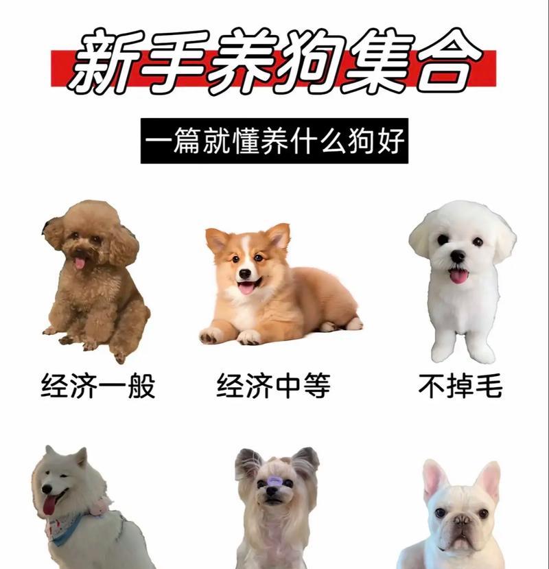 阿拉斯加犬饲养指南：新手必备的15个关键要点