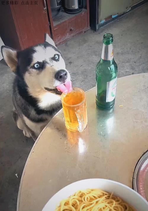 哈士奇可以吃什么菜品 狗狗营养饮食搭配指南