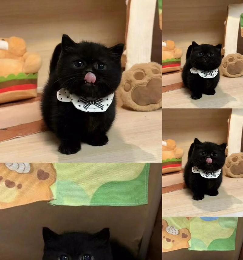 孟买猫价格多少？纯种孟买猫饲养技巧全攻略