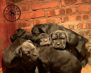 卡斯罗vs罗威纳哪个更适合家庭护卫 猛犬品种全面对比分析