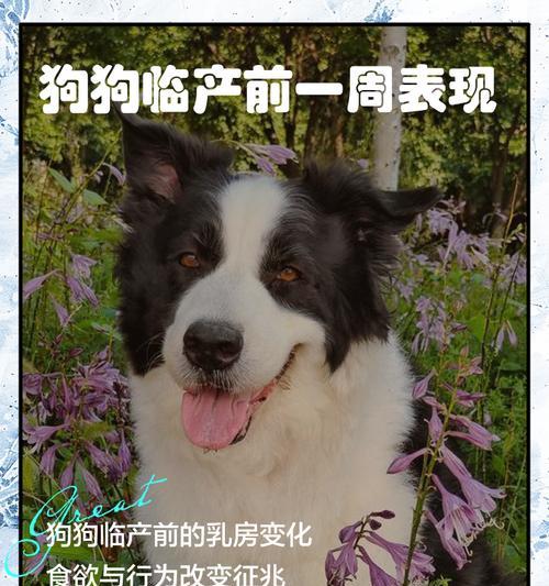 狗的寿命有多长？影响狗狗寿命的关键因素全解析