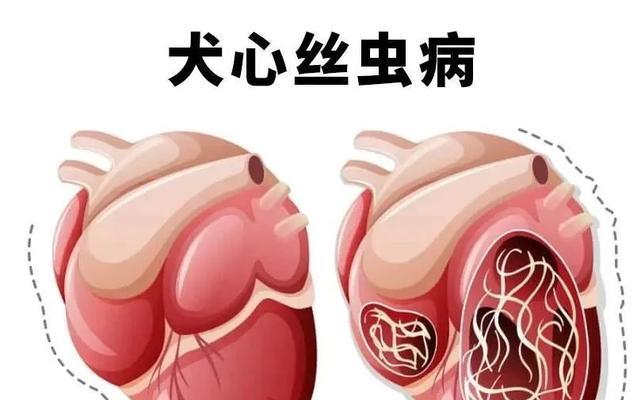 犬心丝虫病感染后能活多久？致命风险与治疗时机详解