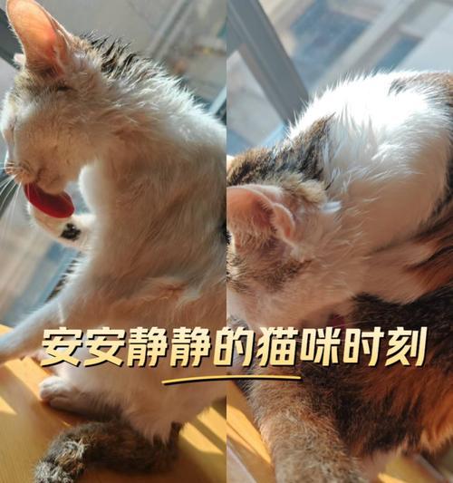 刚出生猫咪多久能洗澡及注意事项详解