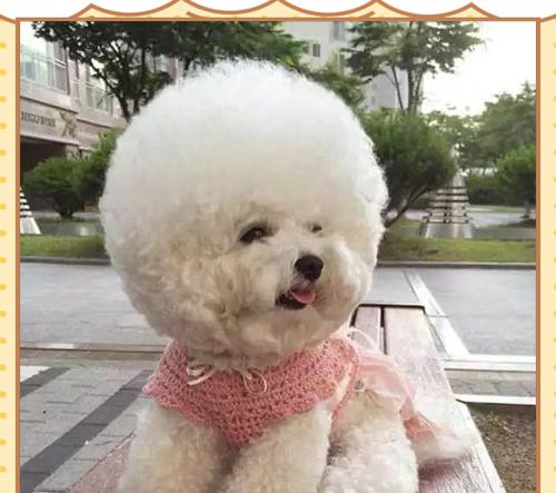 比熊犬换毛周期护理指南：春夏秋冬四季毛发保养技巧