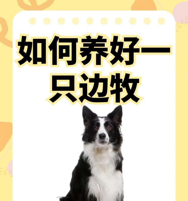 边牧犬如何健康增重？15个有效方法助你解决狗狗偏瘦问题