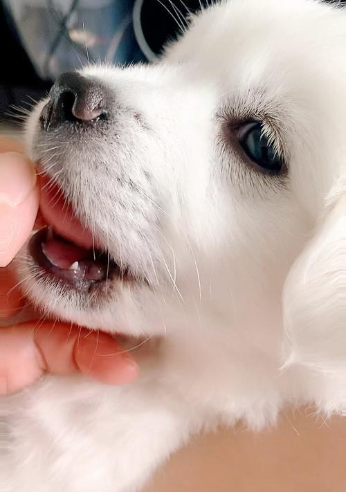 眼睫毛很长的狗狗品种盘点：14种睫毛精宠的迷人魅力