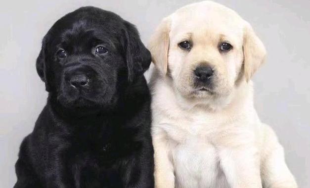 拉布拉多为什么这么受欢迎？15大特质解析走红原因