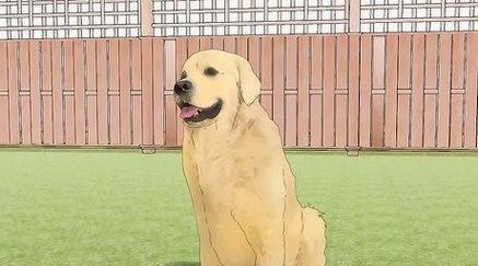 拉布拉多犬理想体重范围及健康管理指南