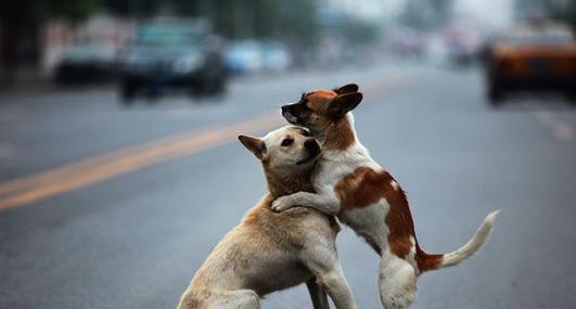 狗狗交配全过程详解：从相识到孕育的科学解析