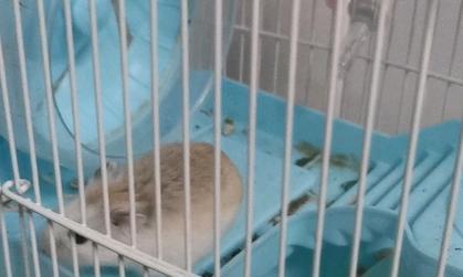 老婆婆仓鼠寿命多少年 影响寿命的关键因素及饲养技巧